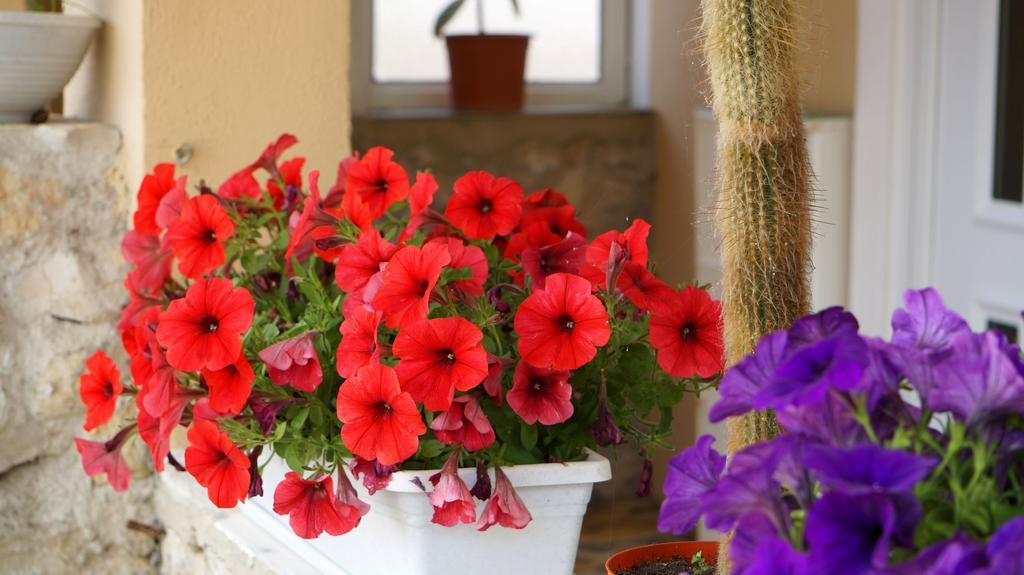 Apartments Red Rose Нин Экстерьер фото